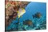 Snapper and Sweetlips in Coral Reef, Maldives-Reinhard Dirscherl-Stretched Canvas