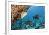 Snapper and Sweetlips in Coral Reef, Maldives-Reinhard Dirscherl-Framed Photographic Print