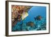 Snapper and Sweetlips in Coral Reef, Maldives-Reinhard Dirscherl-Framed Photographic Print