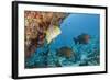 Snapper and Sweetlips in Coral Reef, Maldives-Reinhard Dirscherl-Framed Photographic Print