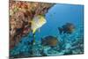 Snapper and Sweetlips in Coral Reef, Maldives-Reinhard Dirscherl-Mounted Photographic Print