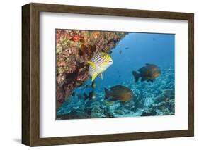 Snapper and Sweetlips in Coral Reef, Maldives-Reinhard Dirscherl-Framed Photographic Print