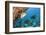 Snapper and Sweetlips in Coral Reef, Maldives-Reinhard Dirscherl-Framed Photographic Print