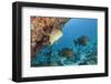 Snapper and Sweetlips in Coral Reef, Maldives-Reinhard Dirscherl-Framed Photographic Print