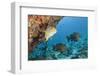 Snapper and Sweetlips in Coral Reef, Maldives-Reinhard Dirscherl-Framed Photographic Print