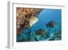 Snapper and Sweetlips in Coral Reef, Maldives-Reinhard Dirscherl-Framed Photographic Print