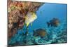 Snapper and Sweetlips in Coral Reef, Maldives-Reinhard Dirscherl-Mounted Photographic Print