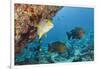 Snapper and Sweetlips in Coral Reef, Maldives-Reinhard Dirscherl-Framed Photographic Print