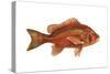 Snapper (Lutjanus Blackfordi), Fishes-Encyclopaedia Britannica-Stretched Canvas