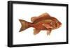 Snapper (Lutjanus Blackfordi), Fishes-Encyclopaedia Britannica-Framed Poster