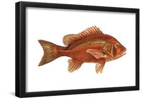 Snapper (Lutjanus Blackfordi), Fishes-Encyclopaedia Britannica-Framed Poster