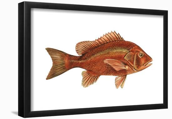 Snapper (Lutjanus Blackfordi), Fishes-Encyclopaedia Britannica-Framed Poster