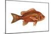Snapper (Lutjanus Blackfordi), Fishes-Encyclopaedia Britannica-Mounted Poster
