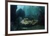 Snappers-Matthew Oldfield-Framed Photographic Print