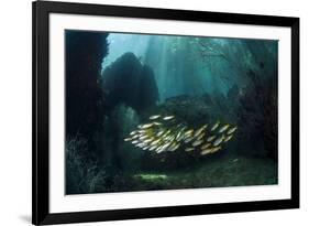 Snappers-Matthew Oldfield-Framed Photographic Print