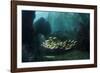 Snappers-Matthew Oldfield-Framed Photographic Print