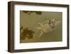 Snapping turtle with Painted turtle feeding on algae on the back of the snapper,  Maryland, USA-John Cancalosi-Framed Photographic Print