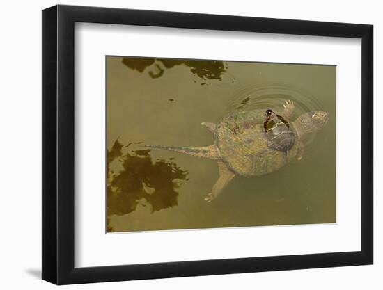 Snapping turtle with Painted turtle feeding on algae on the back of the snapper,  Maryland, USA-John Cancalosi-Framed Photographic Print