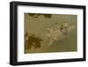 Snapping turtle with Painted turtle feeding on algae on the back of the snapper,  Maryland, USA-John Cancalosi-Framed Photographic Print