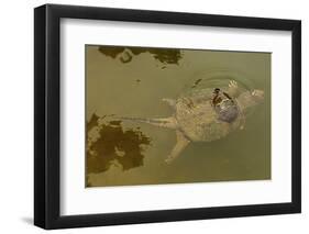 Snapping turtle with Painted turtle feeding on algae on the back of the snapper,  Maryland, USA-John Cancalosi-Framed Photographic Print