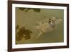 Snapping turtle with Painted turtle feeding on algae on the back of the snapper,  Maryland, USA-John Cancalosi-Framed Photographic Print