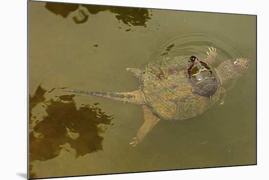 Snapping turtle with Painted turtle feeding on algae on the back of the snapper,  Maryland, USA-John Cancalosi-Mounted Photographic Print