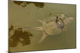 Snapping turtle with Painted turtle feeding on algae on the back of the snapper,  Maryland, USA-John Cancalosi-Mounted Photographic Print