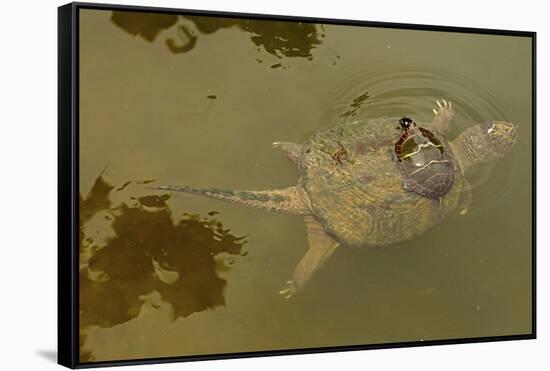 Snapping turtle with Painted turtle feeding on algae on the back of the snapper,  Maryland, USA-John Cancalosi-Framed Stretched Canvas
