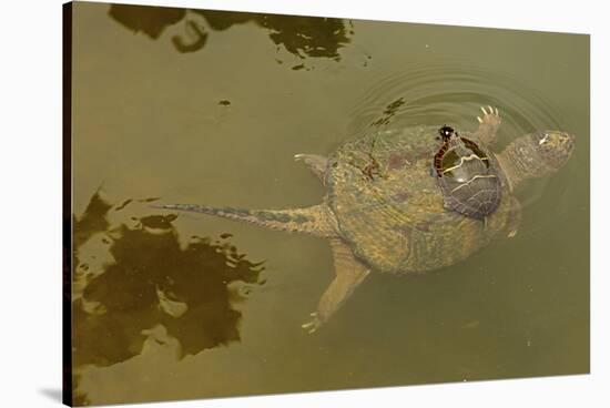 Snapping turtle with Painted turtle feeding on algae on the back of the snapper,  Maryland, USA-John Cancalosi-Stretched Canvas