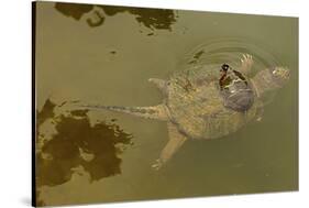 Snapping turtle with Painted turtle feeding on algae on the back of the snapper,  Maryland, USA-John Cancalosi-Stretched Canvas