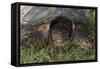 Snapping Turtle-Gordon Semmens-Framed Stretched Canvas