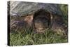 Snapping Turtle-Gordon Semmens-Stretched Canvas