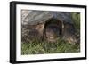 Snapping Turtle-Gordon Semmens-Framed Photographic Print