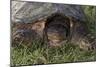 Snapping Turtle-Gordon Semmens-Mounted Photographic Print