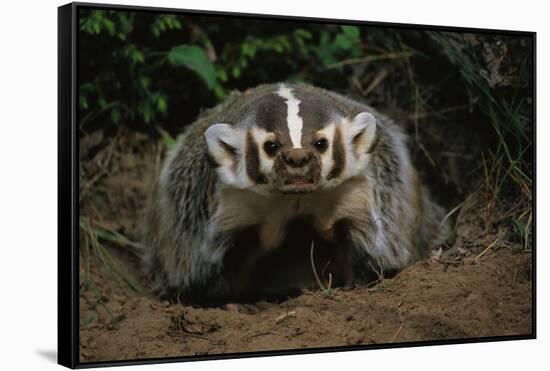 Snarling Badger at Den Opening-W. Perry Conway-Framed Stretched Canvas