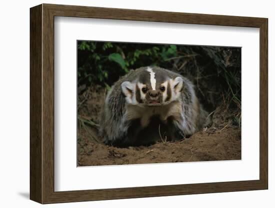 Snarling Badger at Den Opening-W. Perry Conway-Framed Photographic Print