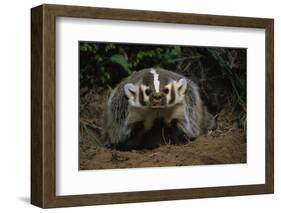 Snarling Badger at Den Opening-W. Perry Conway-Framed Photographic Print