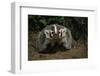 Snarling Badger at Den Opening-W. Perry Conway-Framed Photographic Print