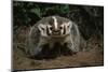 Snarling Badger at Den Opening-W. Perry Conway-Mounted Photographic Print