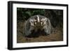 Snarling Badger at Den Opening-W. Perry Conway-Framed Photographic Print