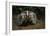 Snarling Badger at Den Opening-W. Perry Conway-Framed Photographic Print