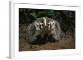 Snarling Badger at Den Opening-W. Perry Conway-Framed Photographic Print