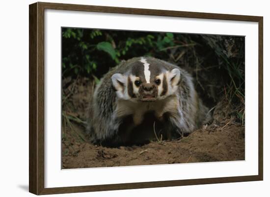 Snarling Badger at Den Opening-W. Perry Conway-Framed Photographic Print