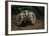 Snarling Badger at Den Opening-W. Perry Conway-Framed Photographic Print