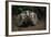 Snarling Badger at Den Opening-W. Perry Conway-Framed Photographic Print