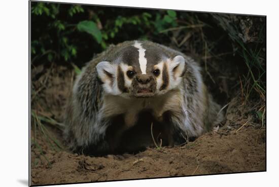 Snarling Badger at Den Opening-W. Perry Conway-Mounted Photographic Print