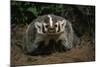 Snarling Badger at Den Opening-W. Perry Conway-Mounted Photographic Print