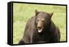 Snarling Black Bear-MichaelRiggs-Framed Stretched Canvas