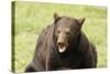 Snarling Black Bear-MichaelRiggs-Stretched Canvas