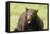 Snarling Black Bear-MichaelRiggs-Framed Stretched Canvas